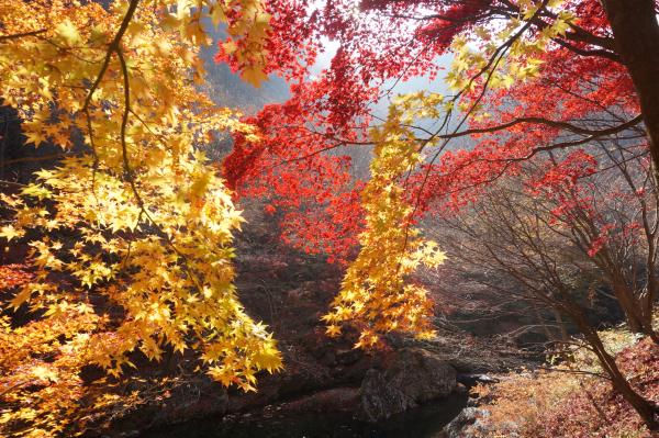 가을은단풍 만추의 가을사진_3