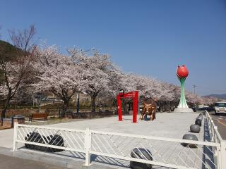 광양서천변 벚꽃은 지금이 핫플