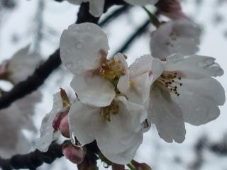 벚꽃의 화려한 봄나드리