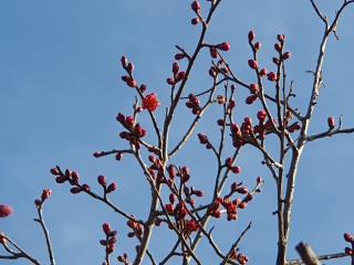 광양시청앞매화동산첫매화개화