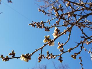 2026 첫매화개화 다압소학정