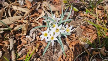 2026년 3월4일 진도 접도웰빙길에 봄소식 산자고(까치므릇)