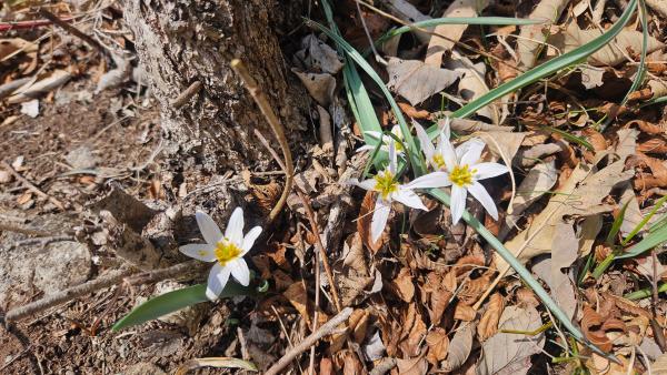 2026년 3월4일 진도 접도웰빙길에 봄소식 산자고(까치므릇)_3