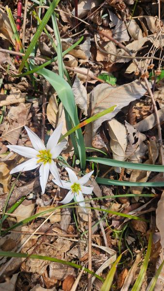 2026년 3월4일 진도 접도웰빙길에 봄소식 산자고(까치므릇)_5