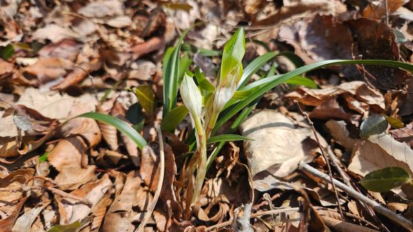 2026년 3월4일 진도 접도웰빙길에 봄소식.춘란(보춘화)_2