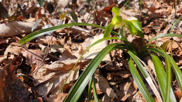 2026년 3월4일 진도 접도웰빙길에 봄소식.춘란(보춘화)_3