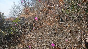 2026년 3월4일 진도 접도웰빙길에 진달래가 피었어요.