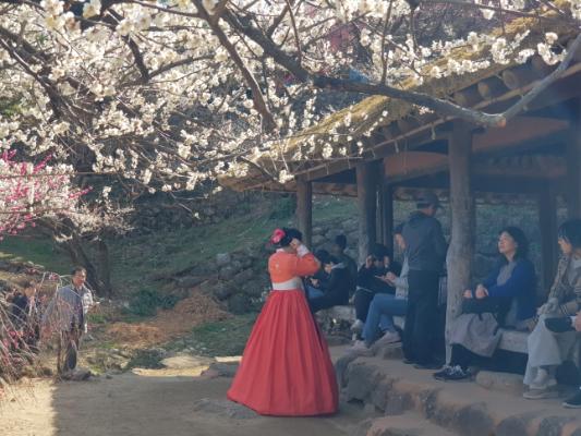 광양 매화마을 매화축제장의 매화_2