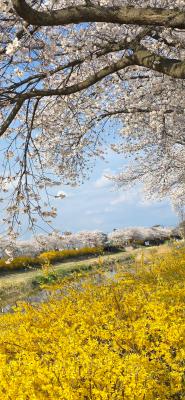 곡성천변 벚꽃과 개나리꽃_2