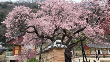 장성 백양사 고불매 (古佛梅)