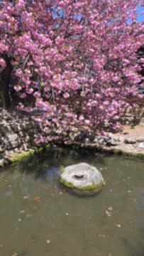 선암사 왕겹젖벗꽃