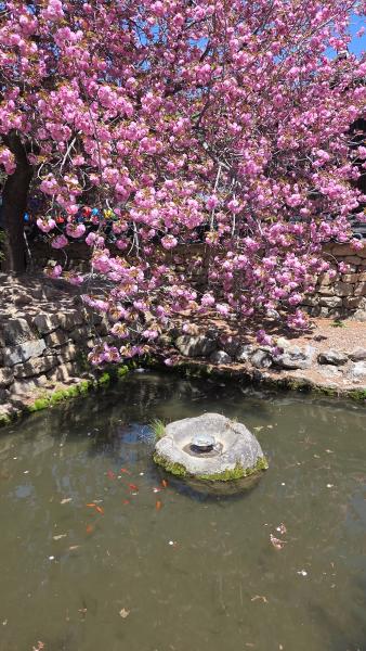 선암사 왕겹젖벗꽃_2