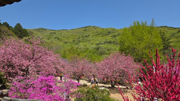 선암사 왕겹젖벗꽃_3