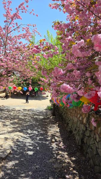 선암사 왕겹젖벗꽃_5