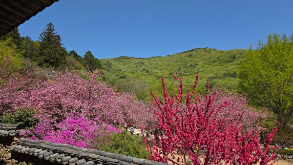 선암사 왕겹젖벗꽃_6