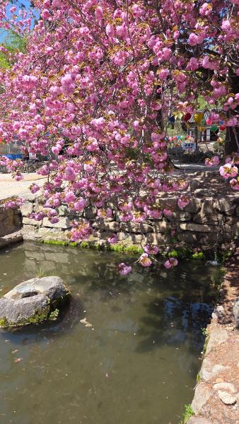 선암사 왕겹젖벗꽃_7